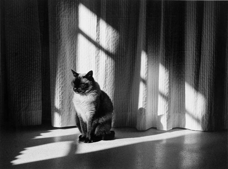Photographie : Pierre Germain - le chat, le photographe et la lumière
